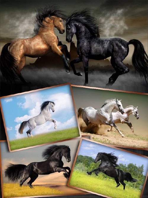 Прекрасные кони и лошади (фотосток)