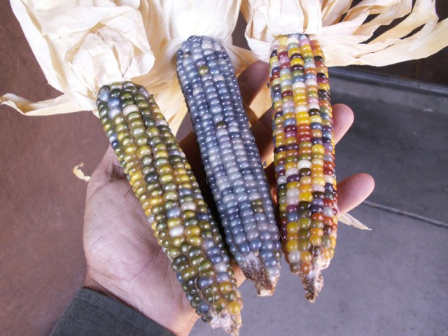Выращена цветная кукуруза