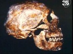 .    / Archaeology. The Search for Neanderthal (1992) SATRip 