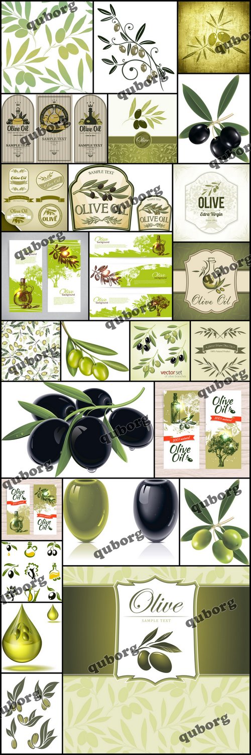 Stock Vector - Collections of Olive Elements 4