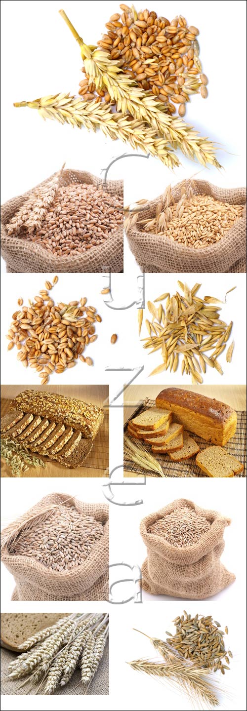 Wheat production, 5 - stock photo