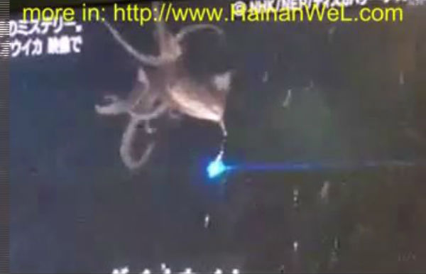 Ученые впервые сняли на видео кальмара-монстра.