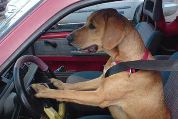В США пес за рулем машины сбил пешехода.