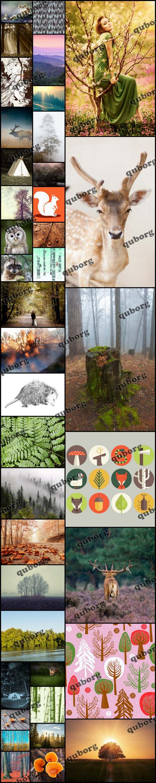 Stock Photos - Into The Wood