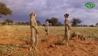 .     (6   6) / Kalahari Meerkats (2012) WEBRip