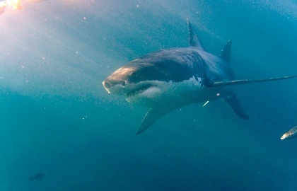 На восточном побережье Австралии в результате нападения акулы погиб человек