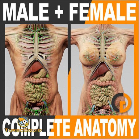 TurboSquid Human Male and Female Complete Anatomy