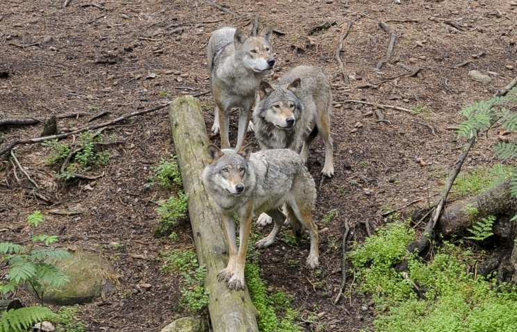 В Приморье отстреляют волков, нападающих на домашних животных