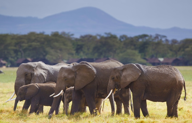 В ближайшее десятилетие популяция африканских слонов может сократиться на одну пятую
