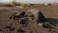     (1-12 ) / Echo and the elephants of Amboseli (2011) SATRip