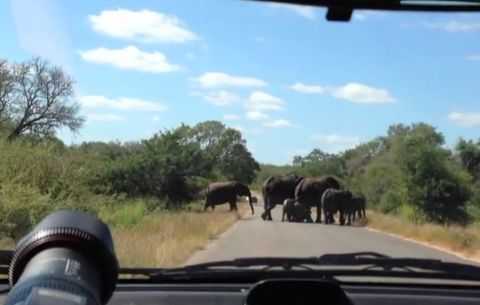 Разъяренный слон напал на автомобиль с туристами (фото+видео)