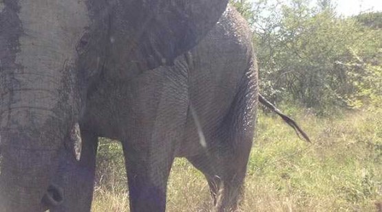 Разъяренный слон напал на автомобиль с туристами (фото+видео)