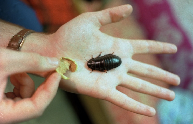 Ученые: Нью-Йорк начали заселять морозоустойчивые тараканы из Японии