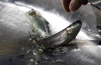 Норвегия пока не получала от России официального уведомления о запрете поставок рыбы