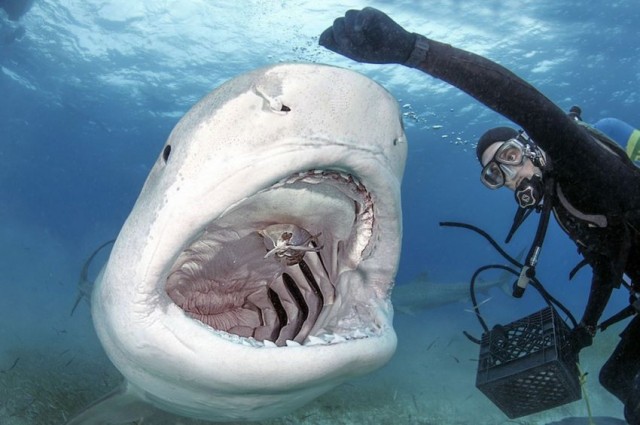 Рискованный дайвинг с тигровыми акулам
