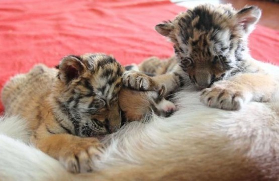 Собака стала приемной мамой для тигрят