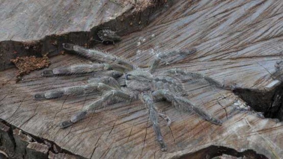 Неизвестный науке паук размером с человеческую голову