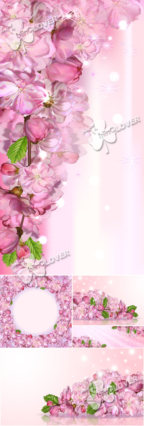 Japanese cherry blossom 0562