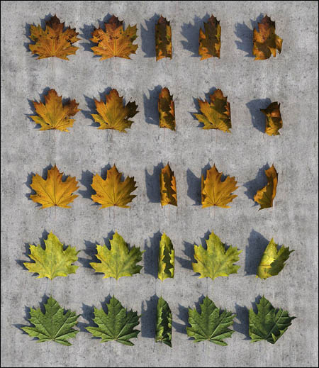 [Repost] Autumn Leaves Pack 3D Studio Max 2012 (CG-Space)