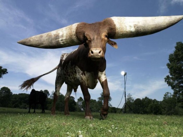 Бык с самыми большими рогами в мире (фото+видео)