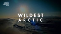 Animal Planet.   / Wildest Arctic (2012) HDTVRip  720p