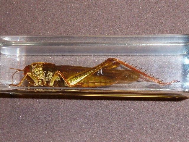Насекомые №6 - Цитрусовая саранча (Chondracris rosea)