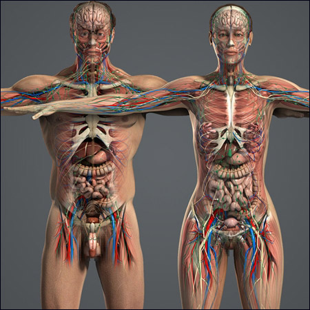 [3DMax] Human Anatomy Models