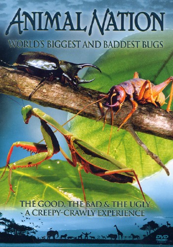 Самые большие и страшные жуки в мире / Animal Planet. World's Biggest and Baddest Bugs (2004) BDRip [720p]