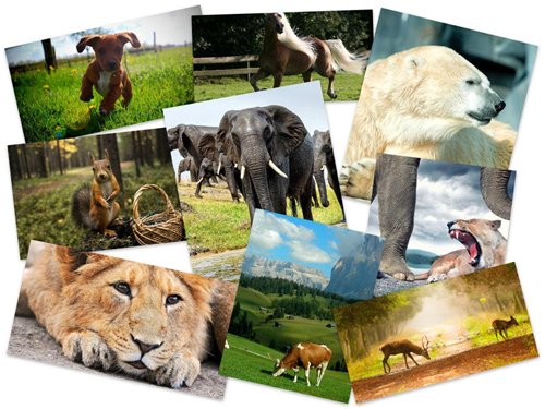 75 Beautiful Animals HD Wallpapers Set 95