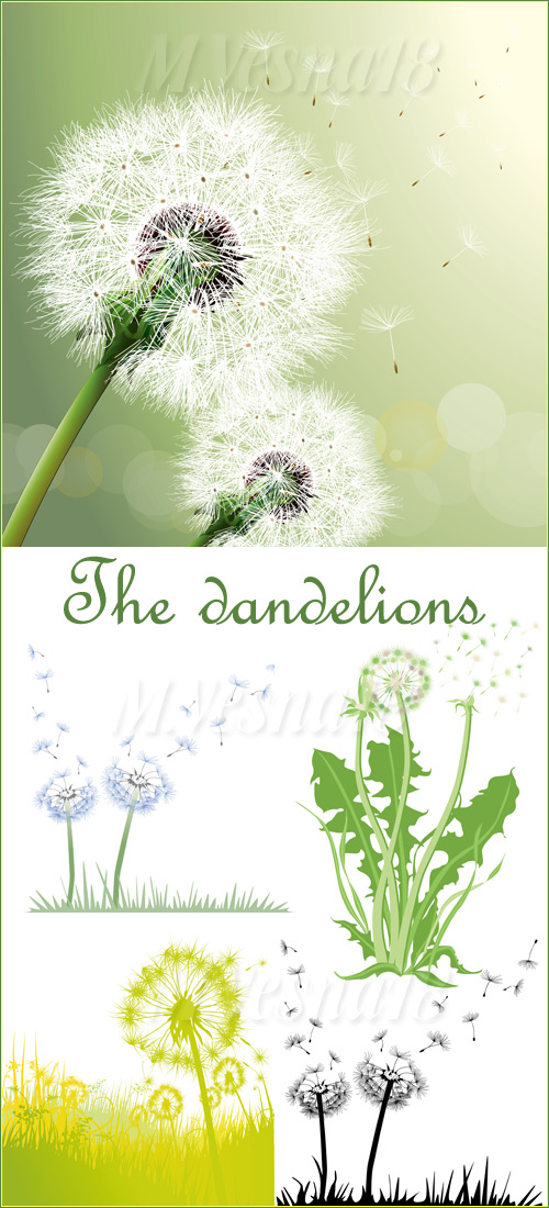 ,  /The dandelions, images stock vector