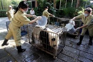 В Китае спасают пострадавших от землетрясения панд