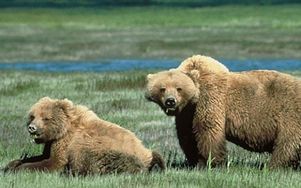 В США медведи отдыхают с туристами