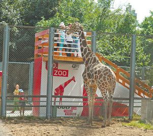 В Московский зоопарк приехали жирафы из ЮАР