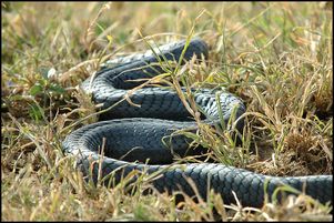 От укусов змей в мире ежегодно умирают свыше 100 тыс человек