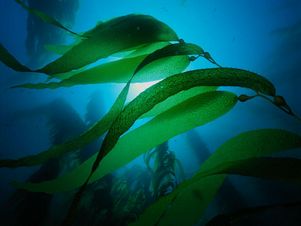 Морские водоросли помогут в лечении неходжкинской лимфомы