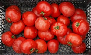 ТОП самых полезных продуктов возглавили помидоры