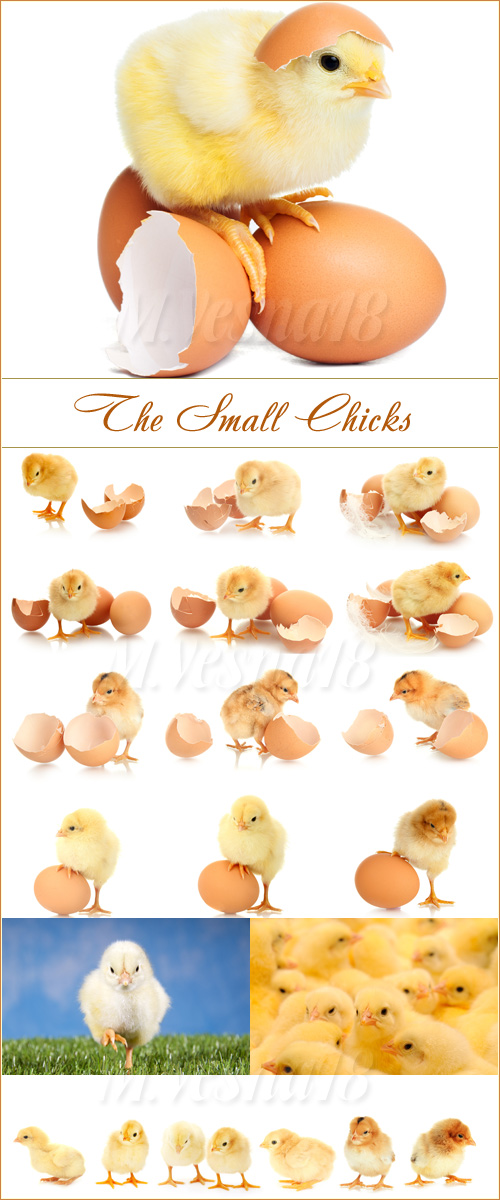 ,   /The Small Chicks, stock images