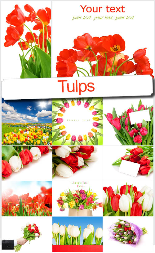 Тюльпаны для Любимой - Клипарт высокого разрешения