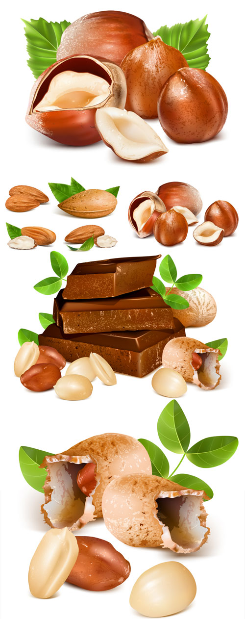 Nuts and chocolate vector 6