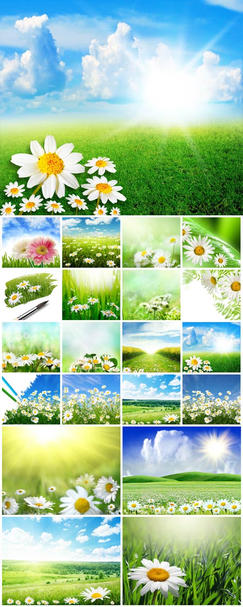Daisies, nature, landscapes - stock photos