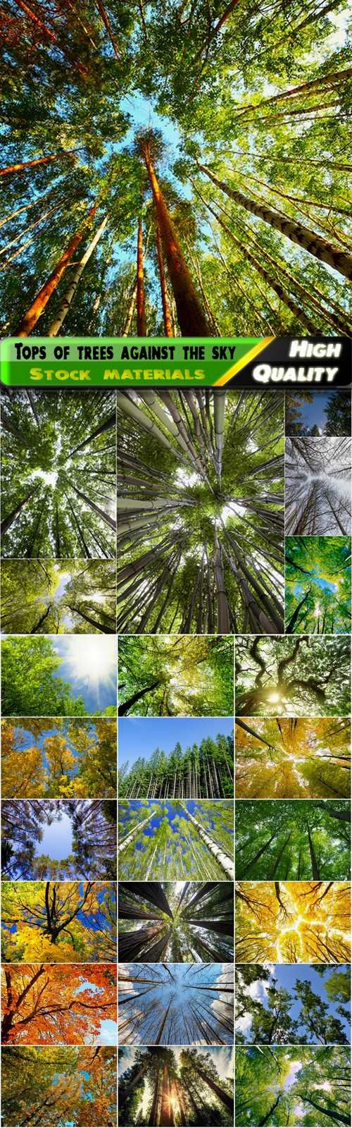 Tops of trees against the sky in the forest - 25 HQ Jpg