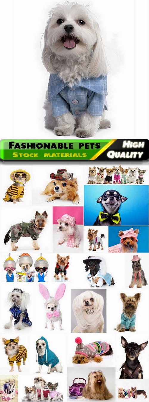 Fashionable pets and funny dressed dogs - 25 HQ Jpg