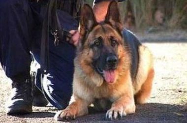 Пограничный пес Леон помог поймать убийцу – Госпогранслужба