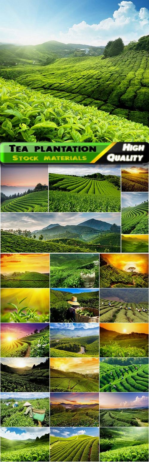 Tea plantation and green fields with workers - 25 HQ Jpg