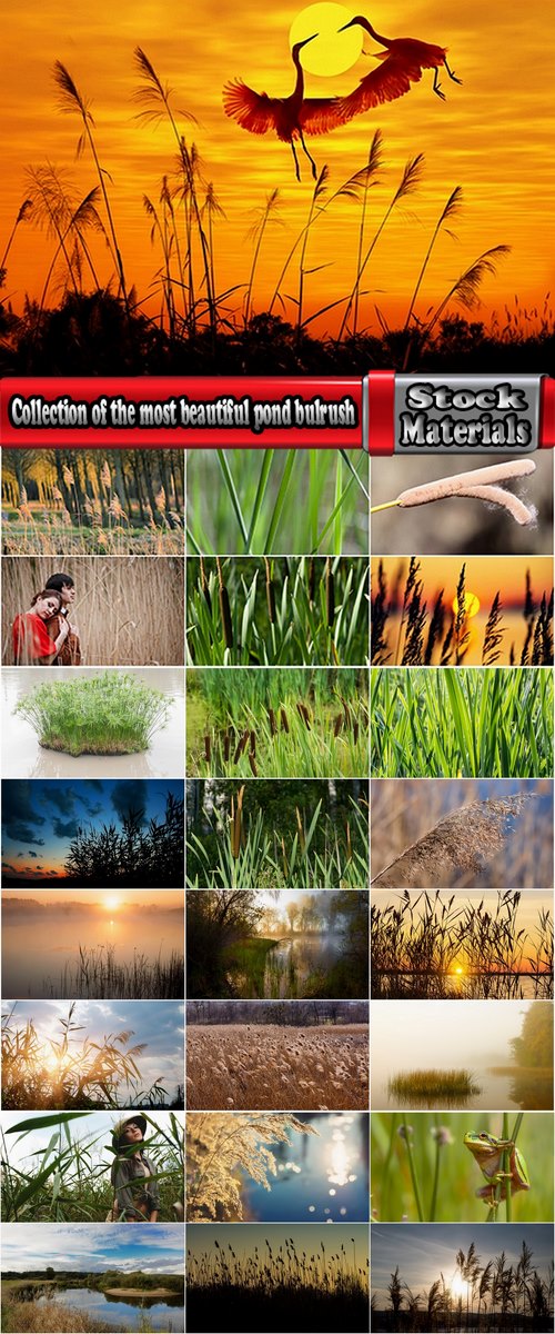 Collection of the most beautiful pond bulrush cane seed fluff sunset lake river reeds 25 HQ Jpeg