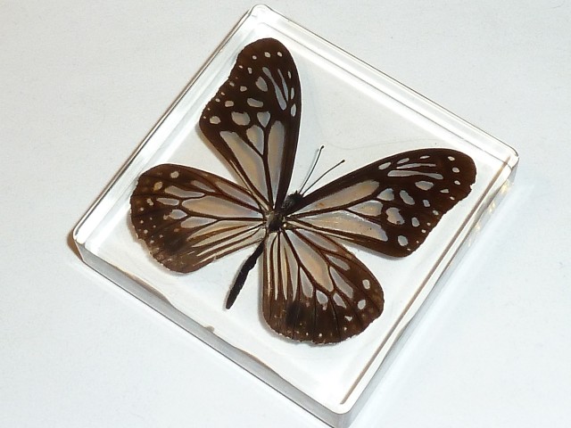 Бабочки №91 - Бабочка-Данаида (parantica aglea)