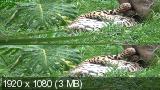 Очарование тропического леса / Fascination Rainforest (2012) BDRip 1080p | 3D-Video | halfOU