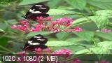 Очарование тропического леса / Fascination Rainforest (2012) BDRip 1080p | 3D-Video | halfOU